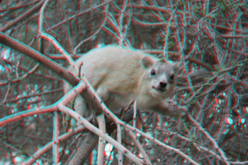 Free 3D Photo Maker: coloca os óculos anáglifo para para ver a imagem